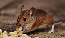 24 Hour & Emergency Exterminators in Golden, MS